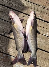 Morning Fishing Report A gentleman caught 2 catfish this early morning, and  the biggest one was 28 lbs. 👍👍🫶