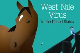 Features The Horse Horses West Nile Feature