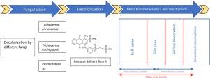 Products that we supply always up to latest technology. Decolorization Kinetics And Mass Transfer Mechanisms Of Remazol Brilliant Blue R Dye Mediated By Different Fungi Sciencedirect