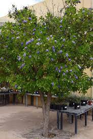 The flower clusters look like frilly tulips and will grow at an average length of five feet. Plant Of The Month Flowering Trees Water Use It Wisely
