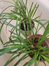 Image result for Chlorophytum affine