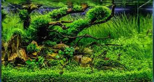 Hac 2014 Galeria Hungarian Aquascaping Contest Hac 2015 Aquascape Aquascape Aquarium Planted Aquarium