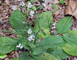 Image result for Elephantopus