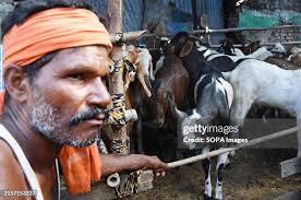 3,641 Cattle Buyers Stock Photos, High-Res Pictures, and Images