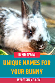 Black And White Bunny Names Boy Unique Bunny Names Bunny Names Cute Pet Names Pet Names Unique