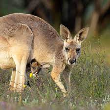 Spotted This Mother Kangaroo And Her Very Cute Joey At Kirkalocka Station Goldfields Western Australia Wildandfree Wildlife Photography Kangaroo Animals Wild