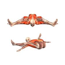 Tortoise Pose Kurmasana Yoga Poses Yoga Com Yoga Anatomy Yoga Muscles Yoga Asanas
