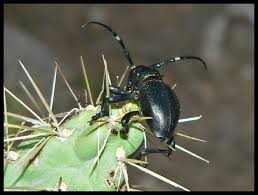 No san pedro id requests, too often they result in poaching or stealing of cacti. Moneilema Wikipedia