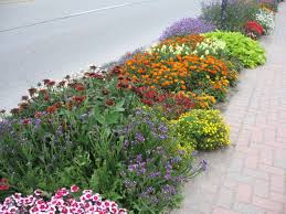 Curb Side Hellstrip Garden With Calendula Marigold Sweet Potato Vine Iris Dianthus Salvia And Sedum Sidewalk Landscaping Garden Vines Marigolds In Garden
