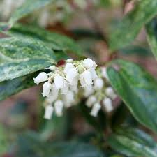 Image result for Schoenoplectiella leucantha