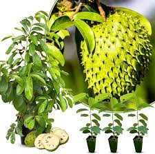 Image result for Annona muricata