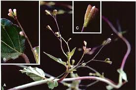 Image result for Boerhavia erecta