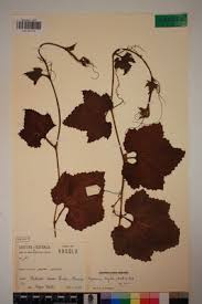 Image result for Peponium vogelii