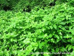 Image result for Asystasia malawiana