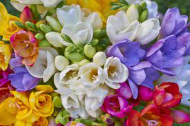 Freesia Flower Meaning Flower Meaning