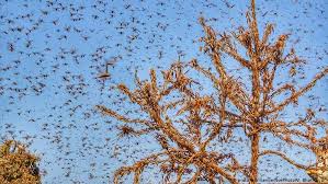 An army of people loitering in mcdonalds or tim hortons. India Faces Its Worst Locust Swarm In Nearly 30 Years Asia An In Depth Look At News From Across The Continent Dw 27 05 2020