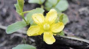 Image result for Hypericum peplidifolium