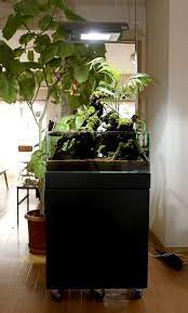 可動式テラリウム 京都精華大学水槽学部の水草ブログ 水槽 インテリア 水草 水槽 レイアウト