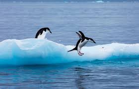 They are one of the most southerly distributed of all seabirds. Printable Penguin Coloring Sheets And Facts For Kids Lovetoknow