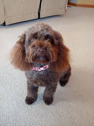 I have been a breeder for 16 years. Cockapoo Puppies Breeders Near Me