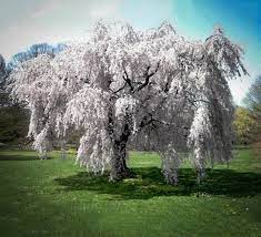 Weeping willow tree landscape trees weeping trees blossom trees garden trees front yard landscaping willow tree tattoos planting flowers weeping cherry tree. Buy White Weeping Cherry Trees The Tree Center
