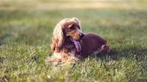 Do it yourself pest control supplies for the home, yard and garden. How To Treat Fleas In The Yard Petcarerx