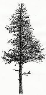 Western Hemlock Drawing Www Pixshark Images Tree Of Life Artwork Black And White Drawing Drawings