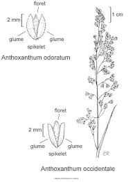 Image result for Anthoxanthum