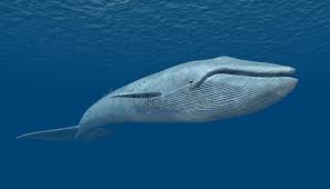 Address:no 1, jalan bk 1/13, kinrara industrial perak, bandar kinrara, bandar baru salak tinggi, selangor, malaysia,47180. Blue Whale Stock Illustration Illustration Of Nature 49129132