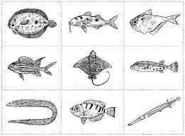 Coral Reef Fish Dichotomous Key Dichotomous Key Biology Resources Coral