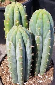 Great savings free delivery / collection on many items. A Visual Guide To Hardware San Pedro And Identifying True Pachanoi Vs Pachanot In Its Various Forms Found Across The Country At Home Depot And Lowes X Post From R Druggardening Mescaline