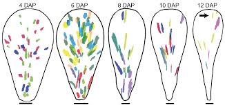 Maybe you would like to learn more about one of these? Jagged Controls Arabidopsis Petal Growth And Shape By Interacting With A Divergent Polarity Field