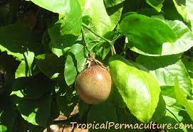 Find this pin and more on fruit trees by solange fracaro. How To Grow Passion Fruit By Growing Passionfruit Seeds