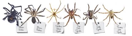 Extermination services include treatments for. Which Is Worse The Brown Recluse Spider Or The Near Mythic Fear It Provokes
