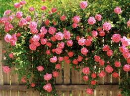 Support Pour Rosier Grimpant Palissade Rose Grimpante Belle Rose Amenagement Paysager De Petits Jardins