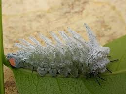 Dari wikipedia bahasa indonesia, ensiklopedia bebas. Ulat Bulu Putih Salju Caterpillar Steemit