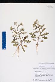 Image result for Senecio sp.no.3