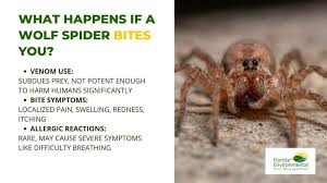 Image result for wolf spider bite skin