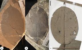 Image result for Anthonotha