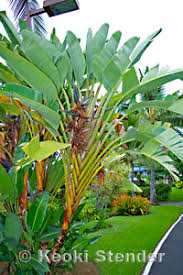 Image result for Strelitziaceae