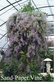 Image result for Petrea volubilis