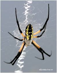 Garden Spider Photo By Rachyrach17 Photobucket Garden Spider Spider Creepy Crawlies