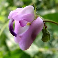 Maybe you would like to learn more about one of these? The Native Plant Society Of New Jersey Highland Park Native Plant Preserve