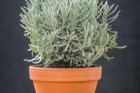 Man kann lavendel als beeteinfassung pflanzen oder als pflanzstreifen entlang von mauern und wegen. Lavendel Im Topf Pflegen So Gedeiht Er Hier Am Besten