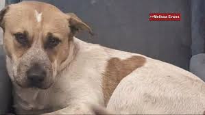 Image result for invalid dog wheelset