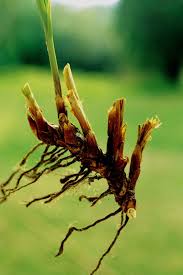 Image result for Kyllinga erecta