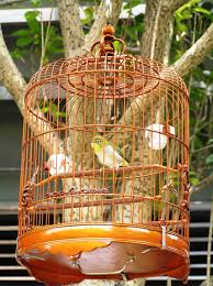Bird In Hand Marketplace Birdcage Hong Kong Bird Market Sangkar Burung Sangkar Burung