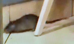 We will not reply to your feedback. Video Footage Shows A Rat Scurrying Around Inside Belfast Branch Of Kfc Daily Mail Online