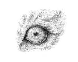 Shade most of the center circle in to make it black, but leave a tiny patch white to show light reflecting in the pupil. How To Draw Animal Eyes With Pen And Ink