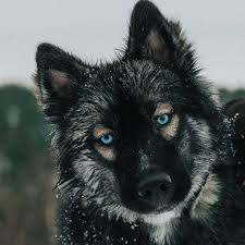 The husky is a large dog, however, the wolf is much larger and holds the title of the largest animal in the canine family. Pin By Stefania Angelique Chimber Mil On Animaux Siberian Husky Agouti Husky Husky